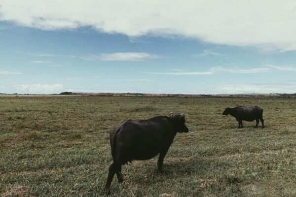 Buffalo for Sale