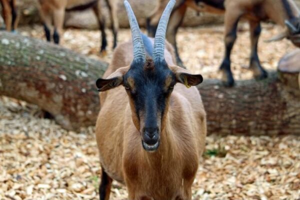 Goat for Sale